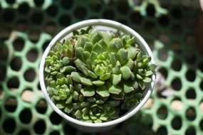 多肉绿色小盆栽图片